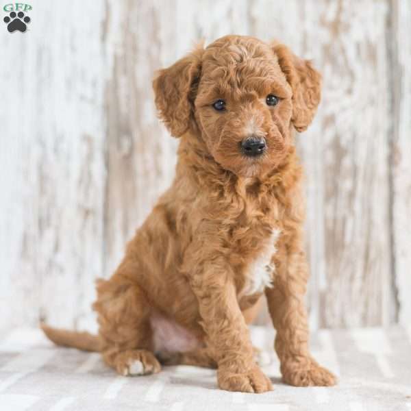 Jarell, Mini Goldendoodle Puppy
